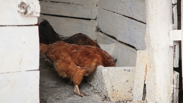 Hens Feeding in a Chicken Coop Barn