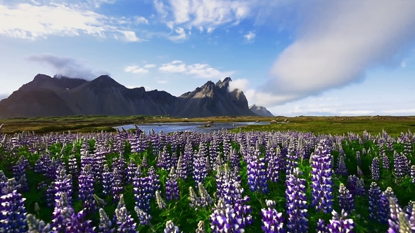 The Picturesque Landscapes of Forests and Mountains of Iceland. Wild Blue Lupine Blooming