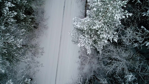 View of Winter Snowy Forest