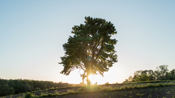 Solitary Tree on Green Meadow at Sunset. One Tree at Field alt