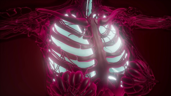 Human Body with Visible Lungs, Motion Graphics | VideoHive