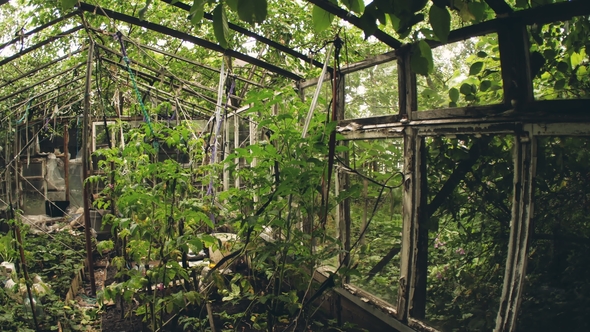 Abandoned Old Greenhouse alt