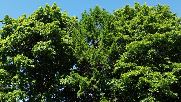 Tops of Coniferous and Deciduous Trees in Summer