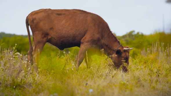 Cow on a Pasture Eats alt