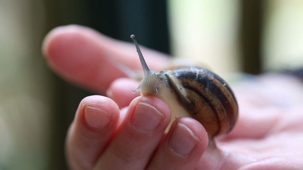 Big Snail in Hands of the Child, Stock Footage | VideoHive