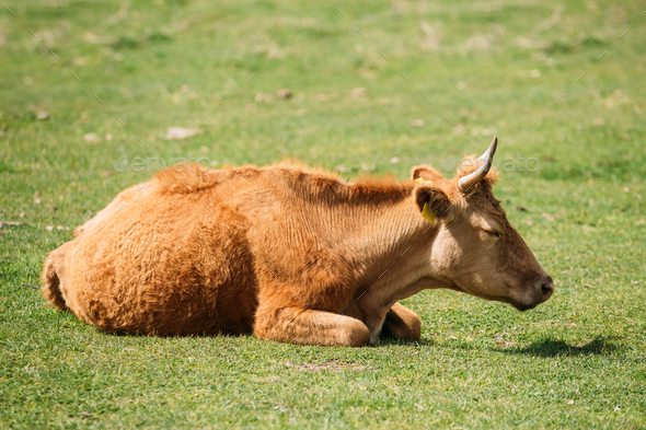 Red Cow Grazing On A Green Mountain Slope In Spring In Mountains - Stock Photo - Images