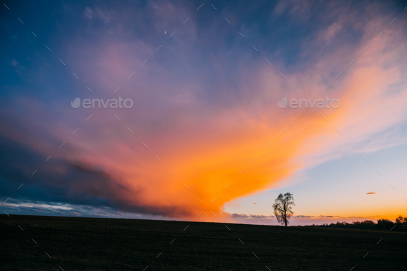 Tree In Spring Field At Evening Sunset. Morning Natural Bright D - Stock Photo - Images