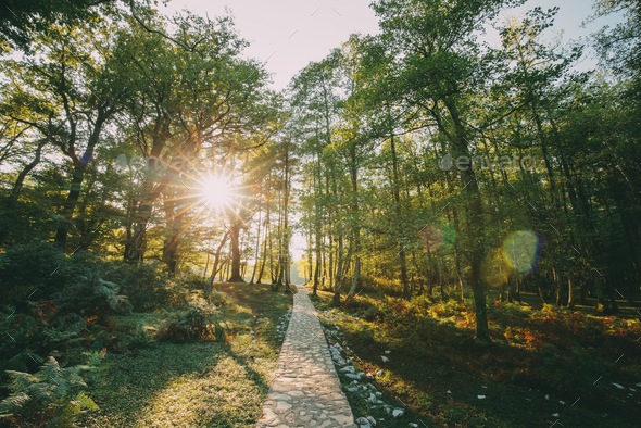 Zeda-gordi, Georgia. View Of Paved Forest Path Leading To Canyon - Stock Photo - Images