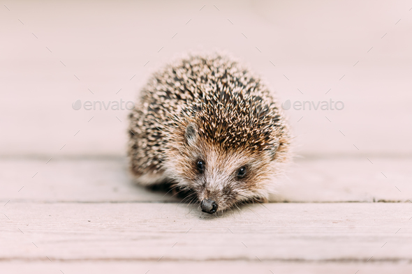 Small Funny Hedgehog Standing On Wooden Floor. European Hedgehog - Stock Photo - Images