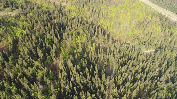 Flight Over the Forest in the Mountains. View of Ukrainian Carpathians
