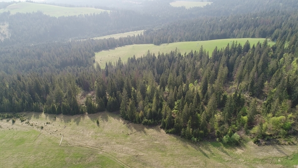 Over the Forest in the Mountains. Aerial View of Ukrainian Carpathians