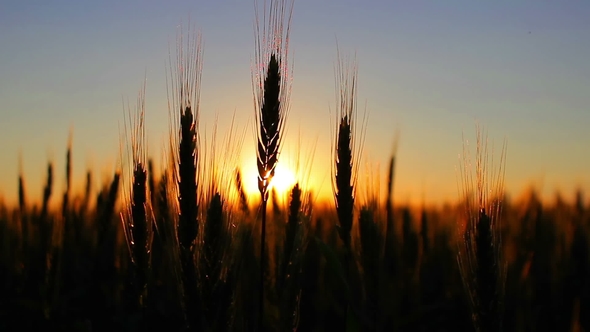 Wheat at Sunset, Silhouette