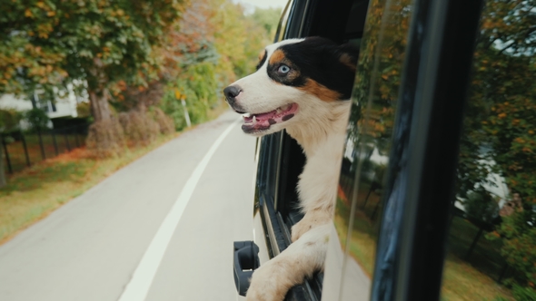 Travel with the Pet. The Dog Is Looking Out the Window of the Driving Car alt