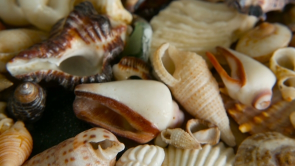 Different Mixed Colorful Seashells As Background. Various Corals, Marine Mollusk and Scallop Shells. alt