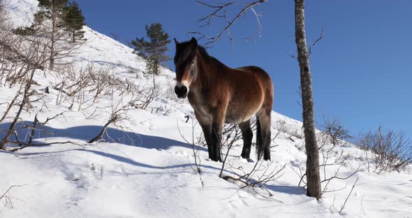 Wild horse in the mountains on a winter sunny day