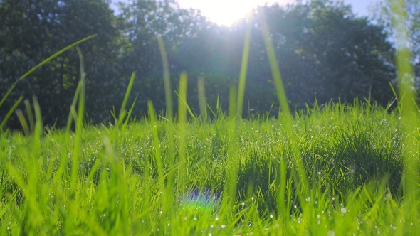 Green Grass at Dawn with Droplets of Dew in Backlight