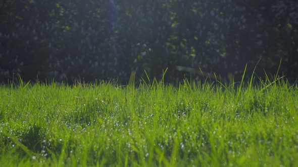 Green Grass at Dawn, Droplets of Dew in Backlight. Juicy Green Color.