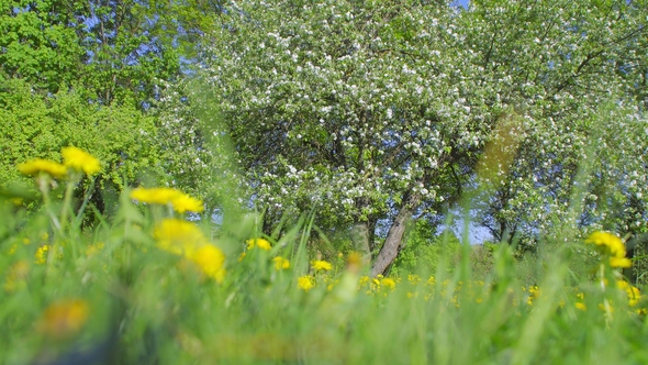 Apple Trees in Bloom with Foreshortening Through the Grass and Dandelion Flowers