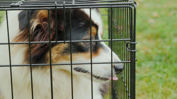 A Dog with Sad Eyes Sits in a Cage. Shelter for Animals alt