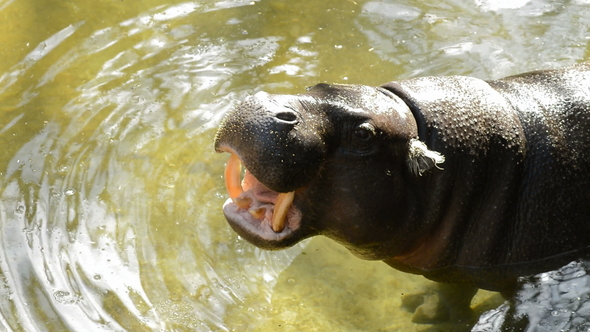 Pygmy Hippopotamus ating alt