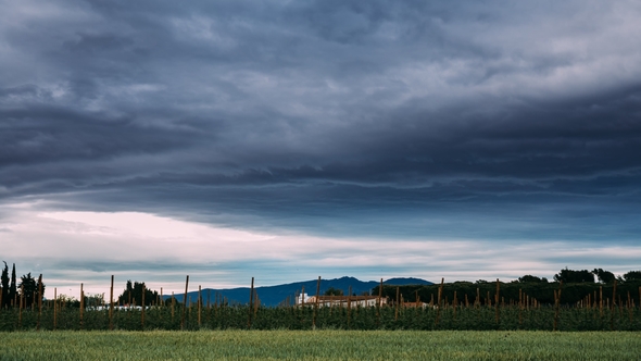 Rural Landscape Of Wheat Field And Vineyard In The South Of Spain. Summer Evening alt