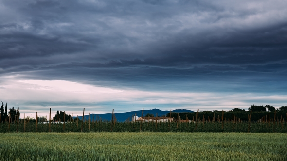 Rural Landscape Of Wheat Field And Vineyard In The South Of Spain. Summer Evening alt