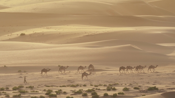 Camels Go To Pasture Early in Morning Against Background of Sand Dunes in Rub Al Khali Desert United alt