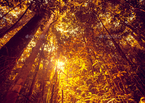 Jungle forest. Beauty nature landscape background - Stock Photo - Images