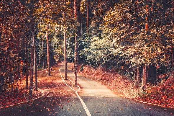 Autumn park road background. Beautiful landscape - Stock Photo - Images
