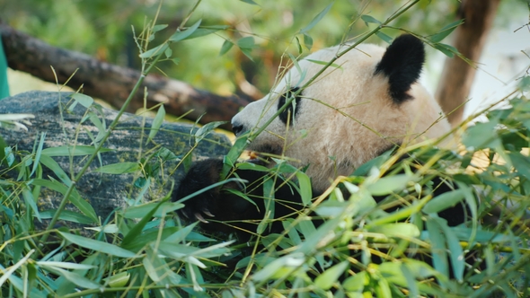 Big Panda Eats Bamboo Leaves. A Sweet and Very Popular Animal alt