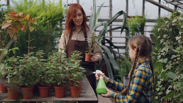 Helpful Daughter Is Helping Her Mom in Greenhouse Sprinkling Water on Pot Flowers Using Spray Bottle alt