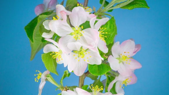 White Apple Tree Flowers. alt