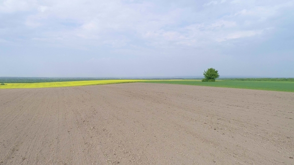 Rape Flowering Field Aerial Low Altitude alt