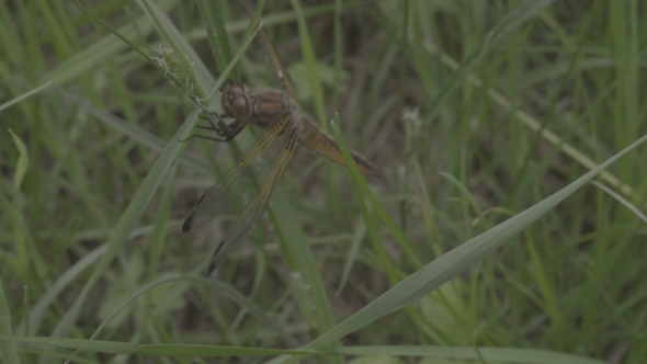 Orange Dragonfly Resting on Green Grass