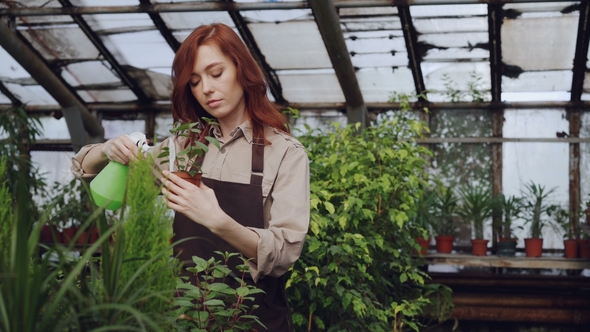 Pretty Red-haired Woman Is Spraying Plants and Checking Seedlings ...