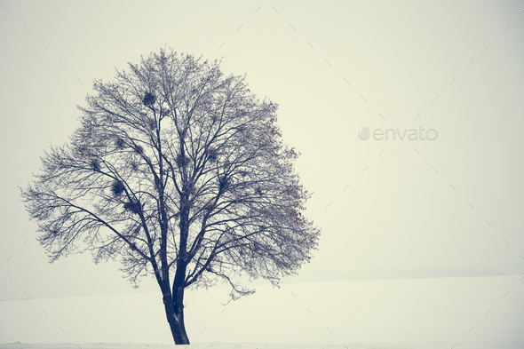 lonely tree - Stock Photo - Images