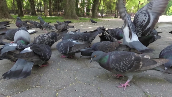 City Pigeons Feed in the Park on the Sidewalk