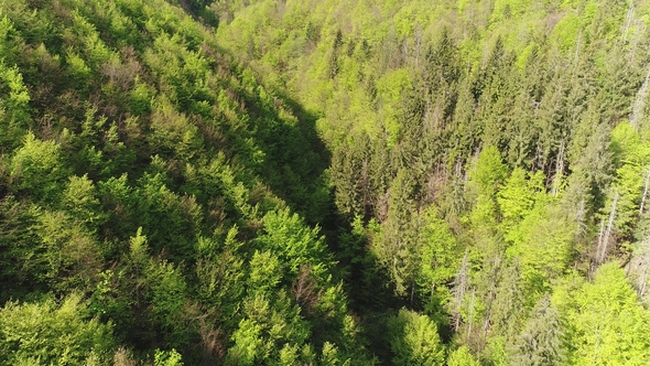 Flight Over the Forest in the Mountains. Aerial View of Ukrainian Carpathians