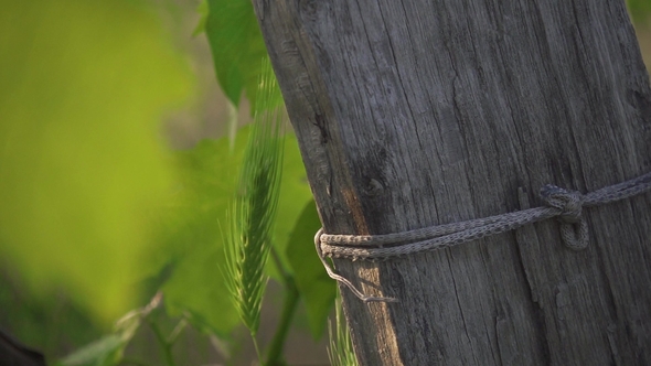 Old Wooden Log on the Vineyard