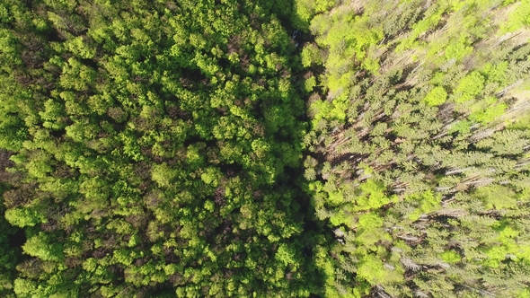 Flight Over the Forest in the Mountains. Aerial View of Ukrainian Carpathians