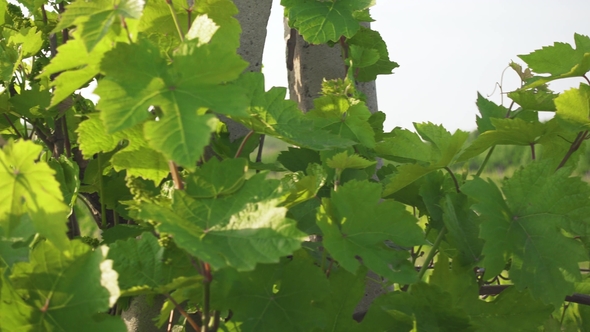 Green Young Vineyard Swaying in the Wind