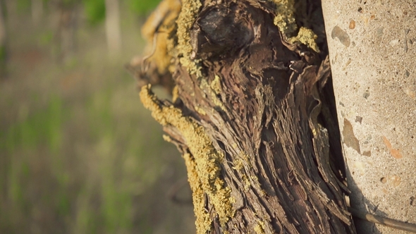 Concrete Support and Old Vine