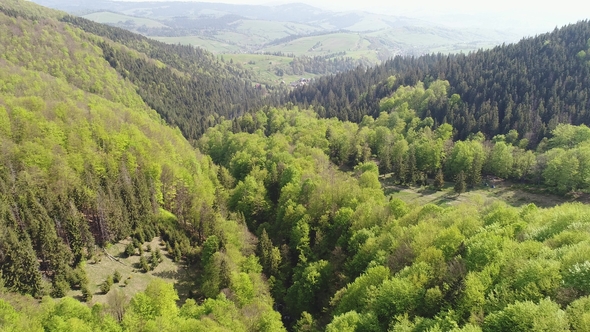 Flight over the Forest in the Mountains of Ukrainian Carpathians