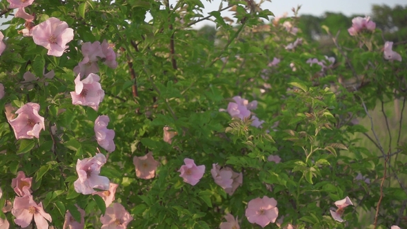 Pink Flowers on a Dogrose Bush