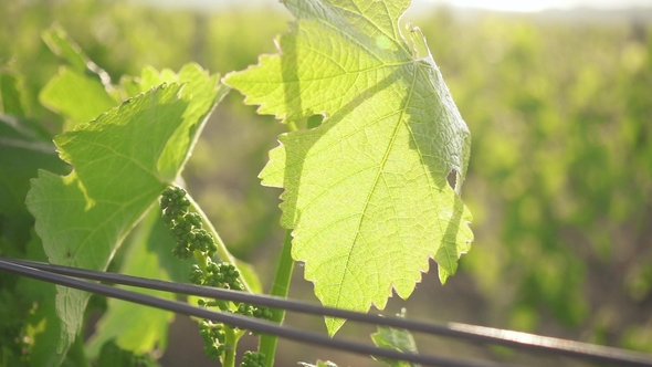 Young Bunch of Grapes with a Leaf