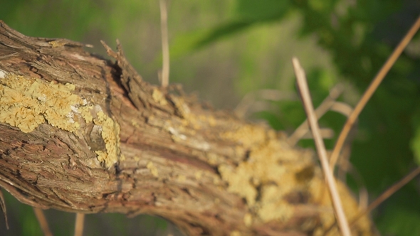 Old Vine and Young Green Leaves of Grapes