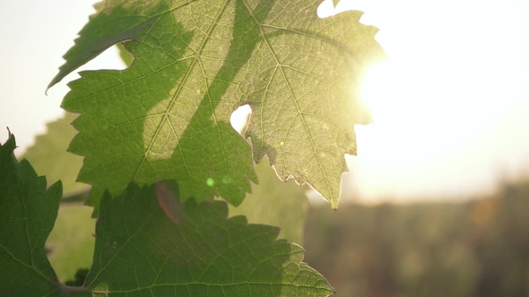 Bright Sun Shines on the Grape Leaves