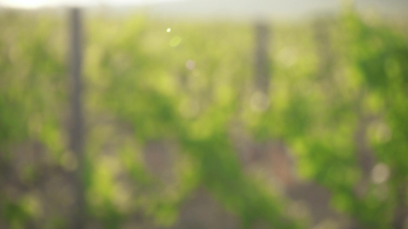 Vineyard on a Blurred Background and Grape Vine