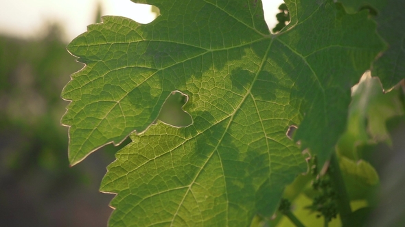 Green Leaves of Grapes and Unripe Bunches in Spring