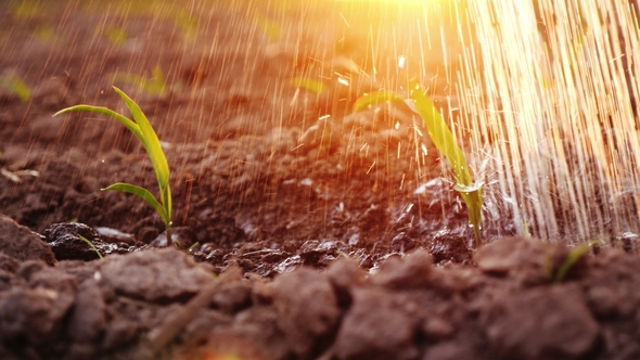 Water Strips Water the Young Shoots on the Field In the Rays of the Setting Sun alt